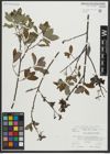 Foto von Salix apennina A. K. Skvortsov